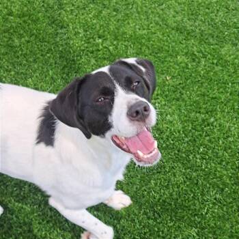 Seifer -  Mixed Breed Dog for Adoption in Binghamton, New York - Seifer | PetCurious