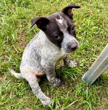 Sweetums -  Cattle Dog Dog for Adoption in Albany, New York - Sweetums | PetCurious