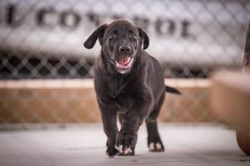 Argon -  Labrador Retriever and Shepherd Dog for Adoption in Twentynine Palms, California - Argon | PetCurious