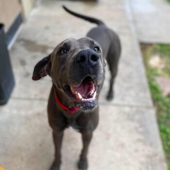 Berlin -  Great Dane and Mixed Breed Dog for Adoption in Jacksboro, Tennessee - Berlin | PetCurious