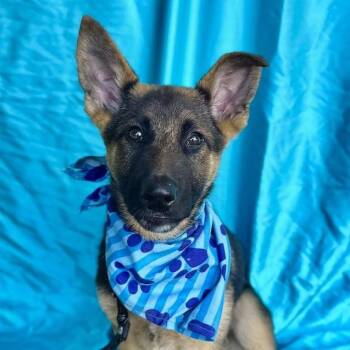 German Shepherd Dog Dogs Available for Adoption in Rowland Heights, California - HANK | PetCurious