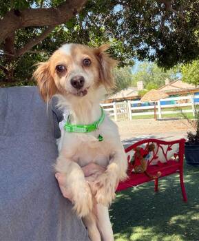 Papillon and Pomeranian Dogs Available for Adoption in Temecula, California - Trixie May | PetCurious