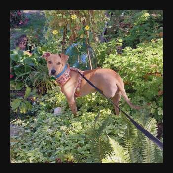 Rescue American Staffordshire Terrier Dogs for Adoption in Eugene, Oregon - Reedley | PetCurious