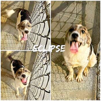 Collie Dogs Available for Adoption in Saint James, Missouri - Eclipse | PetCurious