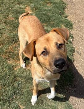 Felix -  Shepherd Dog for Adoption in Little Elm, Texas - Felix | PetCurious