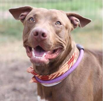 Rescue American Staffordshire Terrier Dogs for Adoption in Huntington, New York - Barty | PetCurious