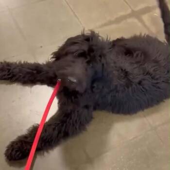 Poodle Dogs Available for Adoption - Sophie | PetCurious