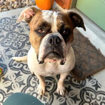 American Bulldog and Bulldog Dogs Available for Adoption - Lola | PetCurious