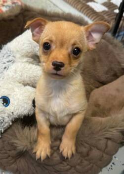 Chihuahua Dogs Available for Adoption - Snickerdoodle | PetCurious