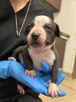 Pit Bull Terrier Dogs Available for Adoption in Derwood, Maryland - KISSES | PetCurious