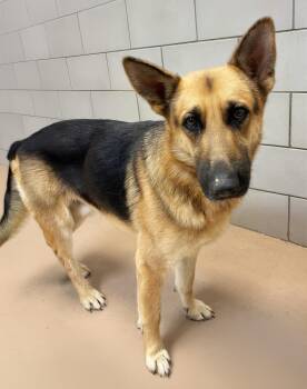 Eugene -  Mixed Breed Dog for Adoption in Nashville, Tennessee - Eugene | PetCurious