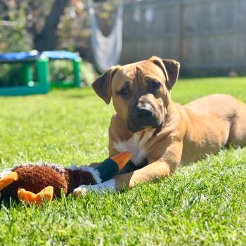 Tobias -  Mastiff Dog for Adoption in Syracuse, New York - Tobias | PetCurious