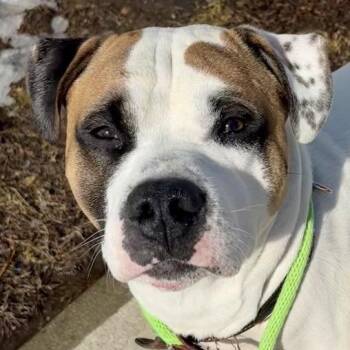 Odie -  Mixed Breed Dog for Adoption in Kennebunk, Maine - Odie | PetCurious