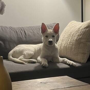 Lucille -  Husky Dog for Adoption in Oakville, Ontario - Lucille | PetCurious