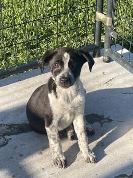 Australian Cattle Dog Blue Heeler Dogs Available for Adoption in Bolivar, Missouri - Bravery | PetCurious