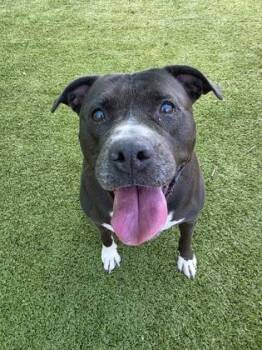 Dawn -  Mixed Breed Dog for Adoption in Savannah, Georgia - Dawn | PetCurious