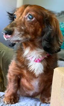 Esther -  Dachshund Dog for Adoption in Fort Walton Beach, Florida - Esther | PetCurious