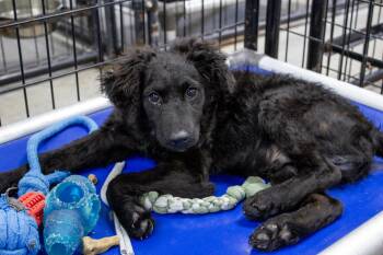Mixed Breed Dogs Available for Adoption in Neillsville, Wisconsin - Juno | PetCurious