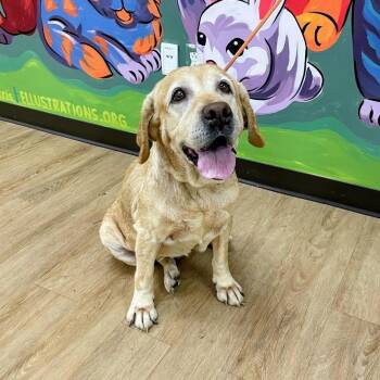 Redd -  Yellow Labrador Retriever Dog for Adoption in Lyndhurst, Virginia - Redd | PetCurious