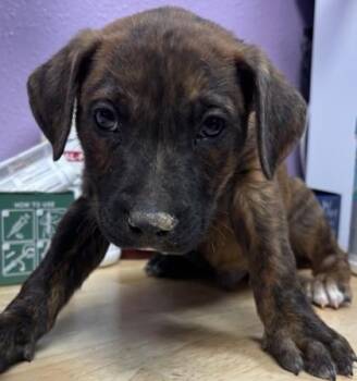 Mixed Breed Dogs Available for Adoption in El Paso, Texas - 60961321 | PetCurious