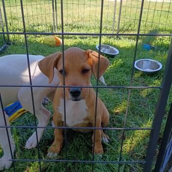 Y1 Penny -  Vizsla and Mixed Breed Dog for Adoption in Ashland, Wisconsin - Y1 Penny | PetCurious