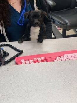 Chihuahua Dogs Available for Adoption - Spike | PetCurious