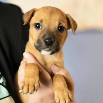 Black Widow -  Mixed Breed Dog for Adoption in Cape Girardeau, Missouri - Black Widow | PetCurious