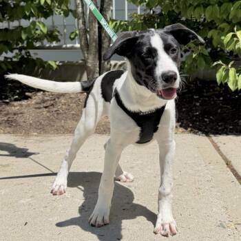 Birdie -  Hound and Labrador Retriever Dog for Adoption in East Hampton, New York - Birdie | PetCurious