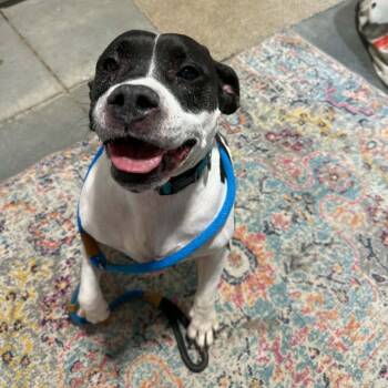 Bailey -  American Bulldog Dog for Adoption in Spring Hill, Kansas - Bailey | PetCurious
