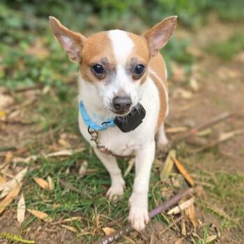 Chihuahua Dogs Available for Adoption in Baldwin, Maryland - Debbie | PetCurious