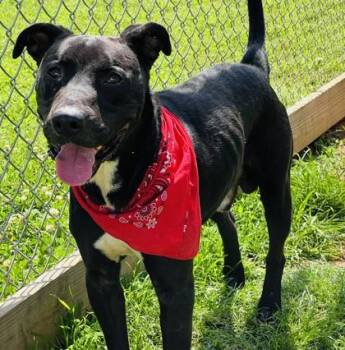 Bishop (HW+) -  American Staffordshire Terrier and Mixed Breed Dog for Adoption in Seneca, South Carolina - Bishop (HW+) | PetCurious