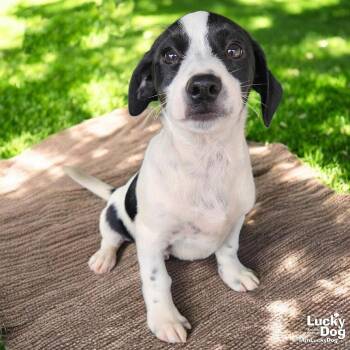 Basset Hound and Dachshund Dogs Available for Adoption - Kanda | PetCurious