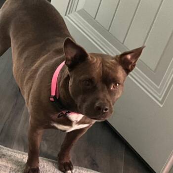 Gracie -  French Bulldog Dog for Adoption in Prospect, Kentucky - Gracie | PetCurious