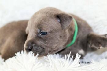 Amethyst - Mama Ruby Anns gemstones -  Pit Bull Terrier Dog for Adoption in Carmel Hamlet, New York - Amethyst - Mama Ruby Anns Gemstones | PetCurious