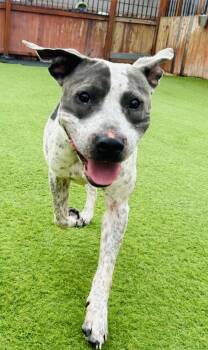 Rescue Pit Bull Terrier Dogs for Adoption in San Antonio, Texas - Buddy | PetCurious