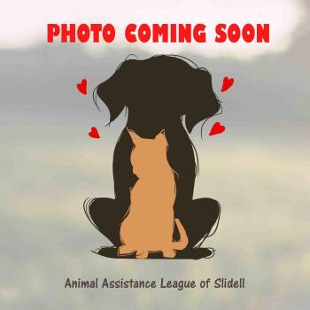 Ricky -  American Bulldog Dog for Adoption in Slidell, Louisiana - Ricky | PetCurious