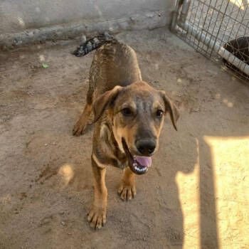 Rescue Mixed Breed Dogs for Adoption in Bend, Oregon - Goomy | PetCurious