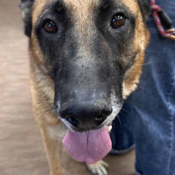 WAGS-Stray-23177 -  German Shepherd Dog Dog for Adoption in Westminster, California - WAGS-Stray-23177 | PetCurious