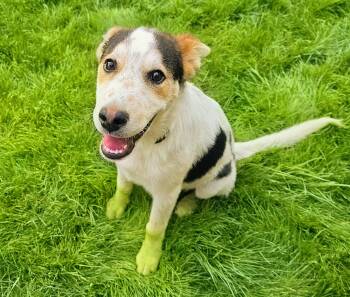 Buddy -  German Shepherd Dog and Australian Cattle Dog Blue Heeler Dog for Adoption in Harlingen, Texas - Buddy | PetCurious