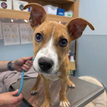 Rescue Mixed Breed Dogs for Adoption in New Castle, Delaware - Enzo | PetCurious