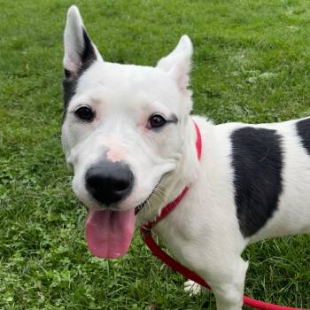 Rescue Pit Bull Terrier and Mixed Breed Dogs for Adoption in Myerstown, Pennsylvania - Carmany | PetCurious