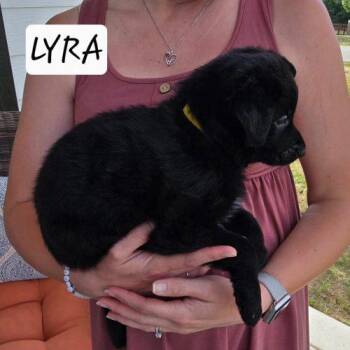 Lyra -  Black Labrador Retriever and German Shepherd Dog Dog Available for Adoption in Sanford, North Carolina - Lyra | PetCurious