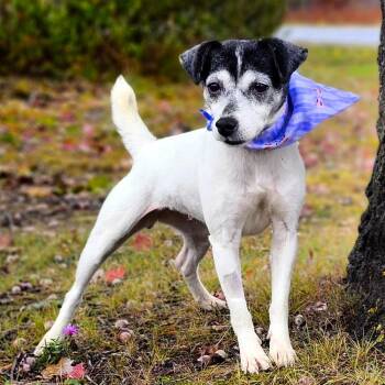 Rescue Jack Russell Terrier Dogs for Adoption in Cheboygan, Michigan - Oreo (Part Of A Bonded Pair With Snickers) | PetCurious