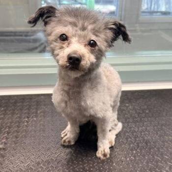 Pomeranian Dogs Available for Adoption - Thoreau | PetCurious