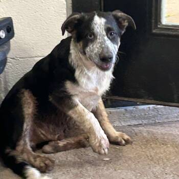 Rescue Australian Cattle Dog Blue Heeler Dogs for Adoption in Blacksburg, Virginia - Remy | PetCurious