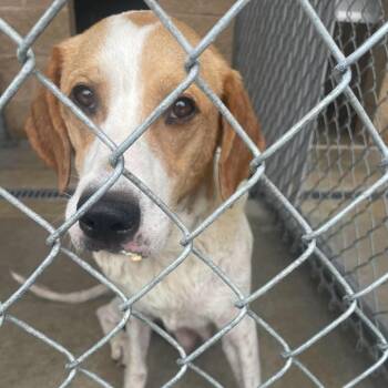 Darcy -  Mixed Breed Dog for Adoption in Sand Springs, Oklahoma - Darcy | PetCurious