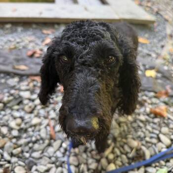 Luna -  Miniature Poodle Dog for Adoption in West Chester, Pennsylvania - Luna | PetCurious