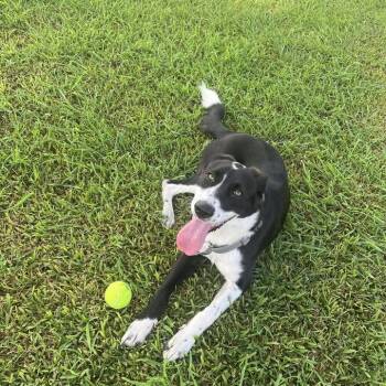 Mixed Breed Dogs Available for Adoption - Truly | PetCurious