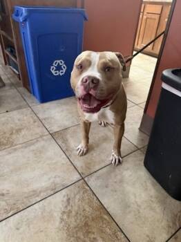 Rescue Mixed Breed Dogs for Adoption in Cincinnati, Ohio - Rdog | PetCurious