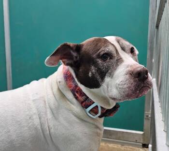 Pit Bull Terrier Dogs Available for Adoption - Holly | PetCurious